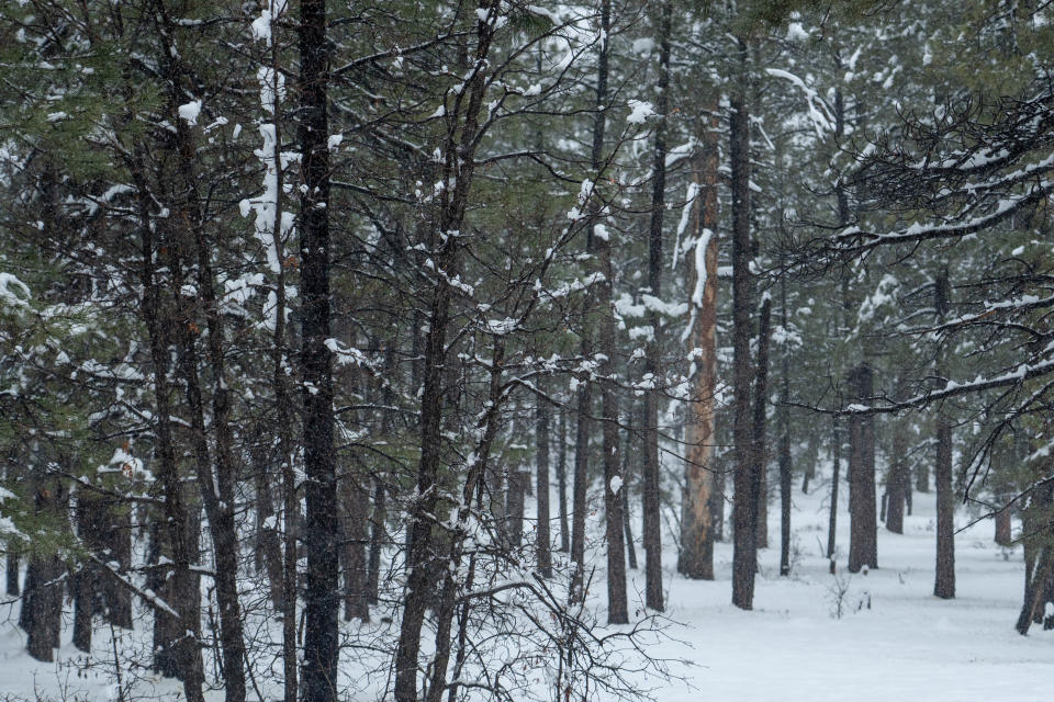 Snow covers trees near Rocky Park Road along the I-17 north of Rimrock on Dec. 28, 2022.