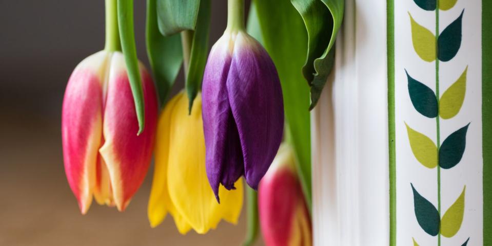 a bunch of wilting dropping tulips hanging downwards the edge of the vase is just in view the flowers appear to have been left unwatered