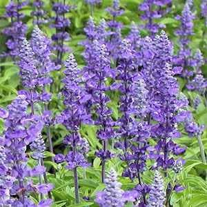 3) Meadow Sage