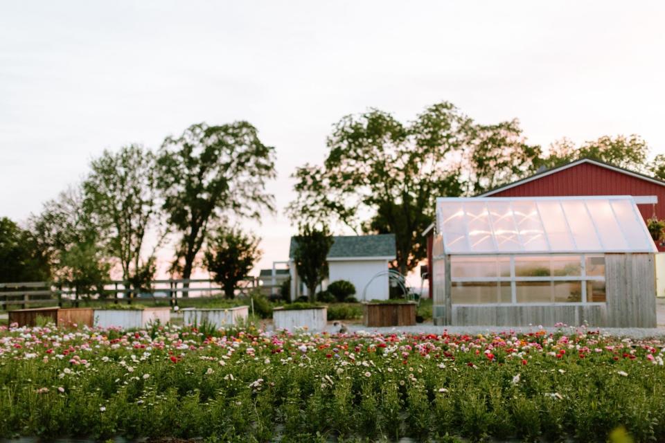 A view of the flowers and greenhouse at Rose Farm, a boutique flower farm in Norwalk.