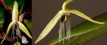 <b>Night-blooming orchid</b><br><br>The discovery of this new species is significant because it has the first night-blooming flowers recorded among the more than 25,000 known species of orchids. The slender bizarre-looking flowers of Bulbophyllum nocturnum are rather small and start to open around 10pm but close the next morning, lasting only about 12 hours. This new species is known from a single plant and may be at risk due to habitat loss from logging practices in its native New Guinea. Photo credit: Jaap Vermeulen and Andre Schuiteman