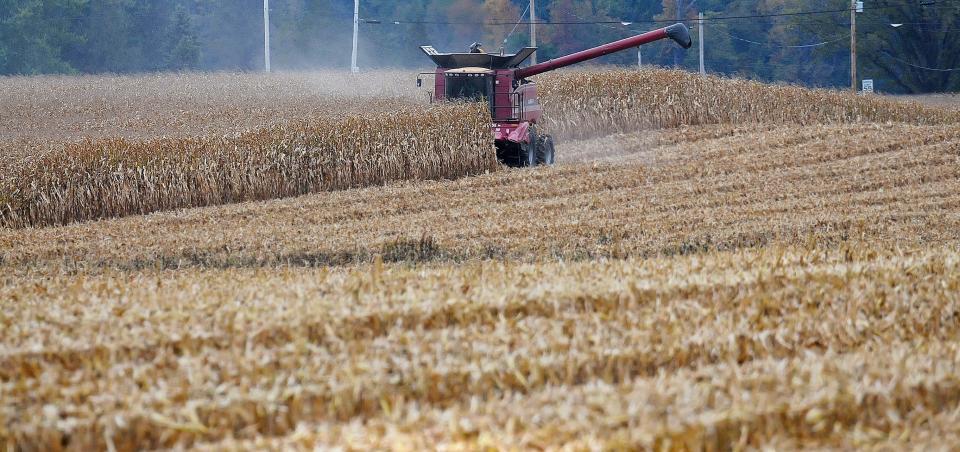 A corn field is being harvested in Crawford County. "It's tolerant to some insects," Niese said of GMO seed. "It's tolerant to some soil-borne diseases, and then it's obviously tolerant to herbicides."