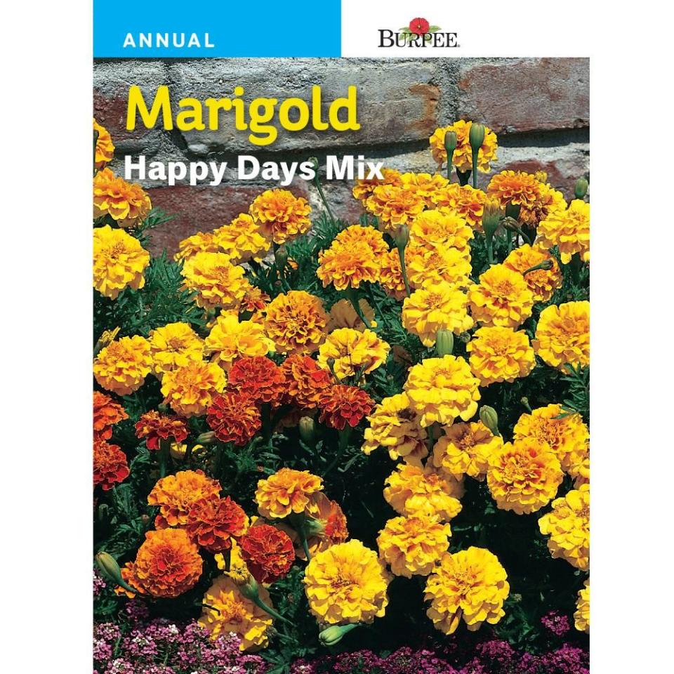 Marigold French Happy Days Mix Seed