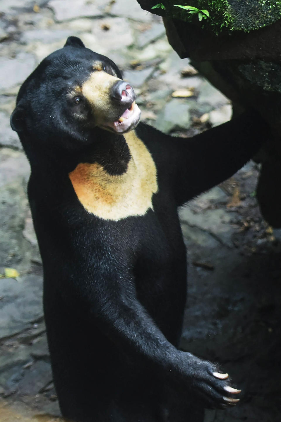 Sun bears (AFP - Getty Images)