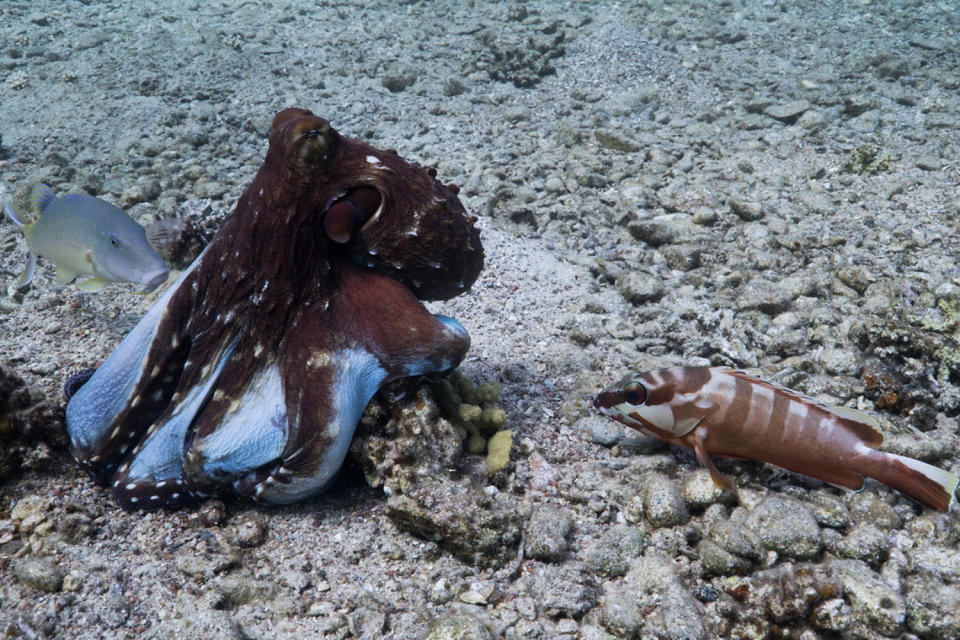 Une pieuvre cyanée étend ses bras entre un mérou à pointes noires et un poisson-chèvre à selle dorée (Eduardo Sampaio et Simon Gingins)