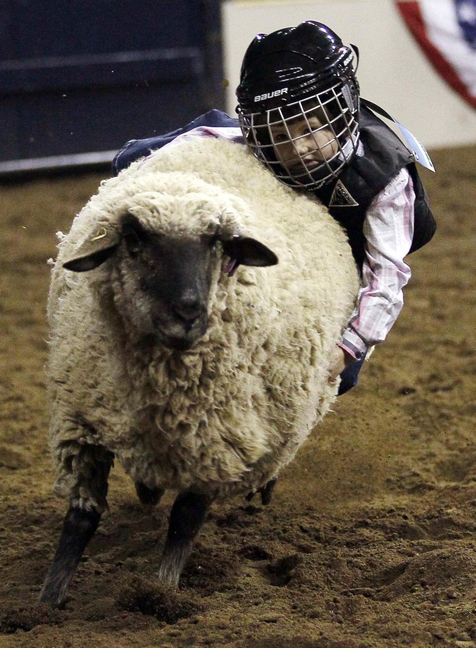 Haley Walker, 5, hangs onto a sheep in the "Mutton Bustin'" competition at the 108th National Western Stock Show in Denver January 11, 2014. The show, which features more than 15,000 head of livestock, opened on Saturday and runs through January 26. REUTERS/Rick Wilking (UNITED STATES - Tags: ANIMALS SOCIETY TPX IMAGES OF THE DAY)