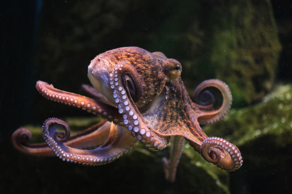 Common octopus (Octopus vulgaris). Wildlife animal.