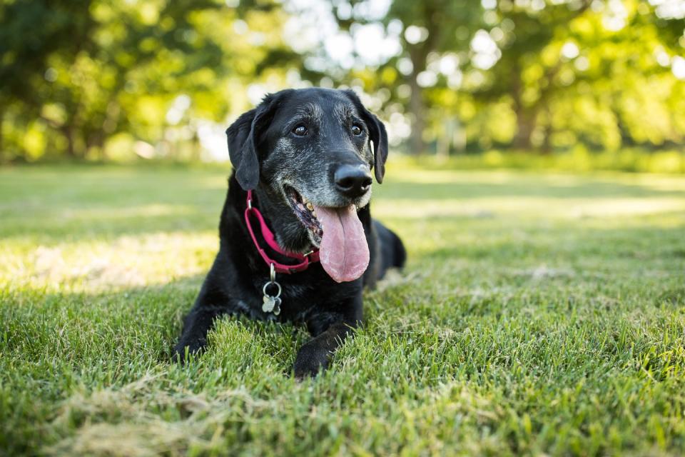 a senior labrador retriever dog lies down in grass in a park outdoors