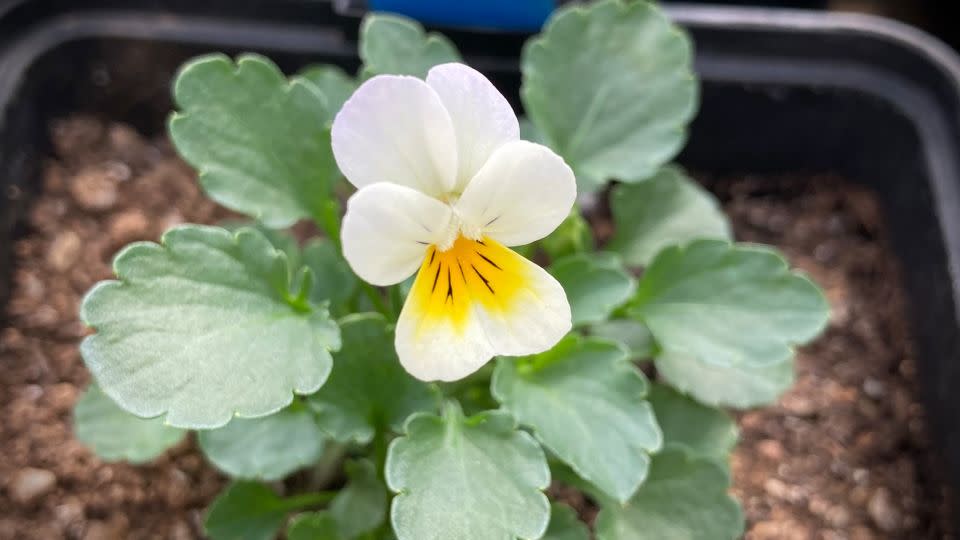 A field pansy grown from seeds collected in the 1990s. - Samson Acoca-Pidolle