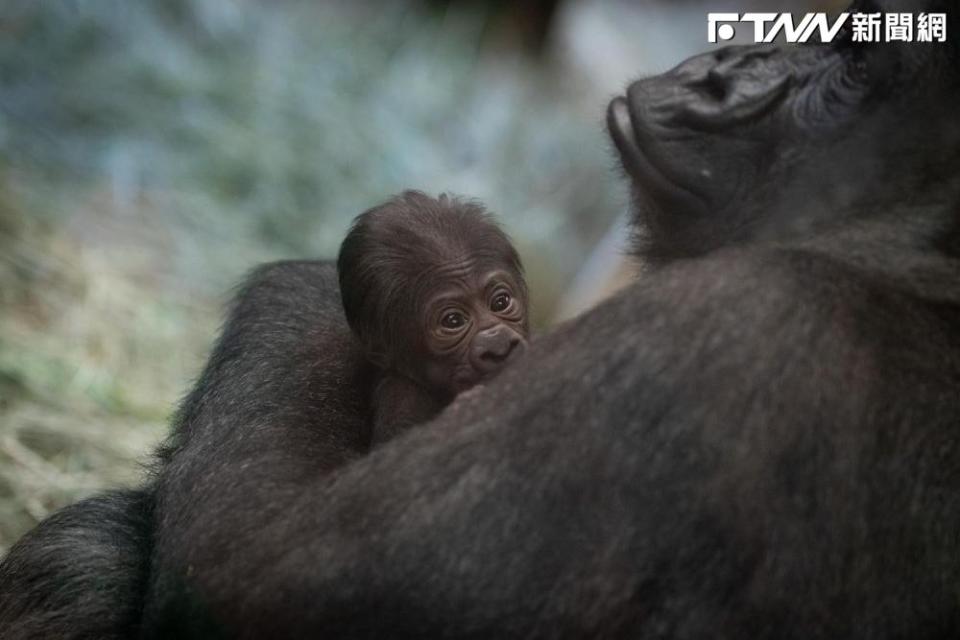 美國動物園一隻母猩猩被誤認為雄性，日前生下了寶寶，震驚園方。（圖／哥倫布動物園）