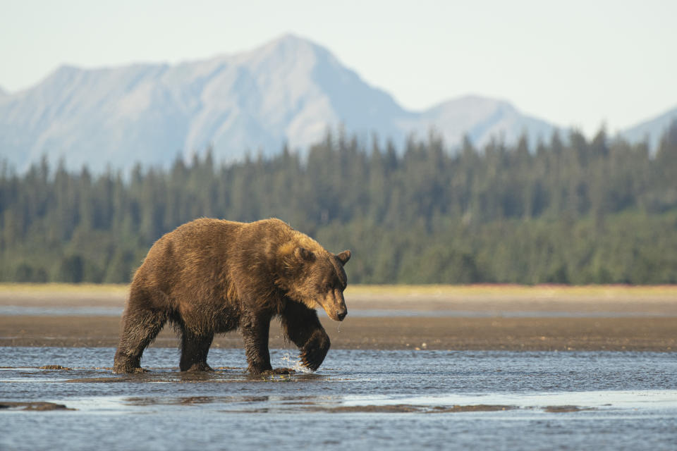 A large coastal brown bear in Alaska walks across a tidal delta