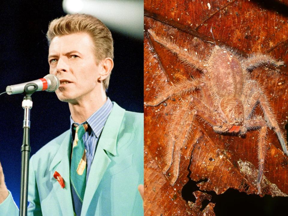 David Bowie singing into a microphone and the David Bowie Huntsman Spider on a leaf.