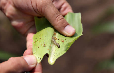 A crop-eating armyworm is seen on a sorghum plant at a farm in Settlers, northern province of Limpopo, February 8,2017. REUTERS/Siphiwe Sibeko