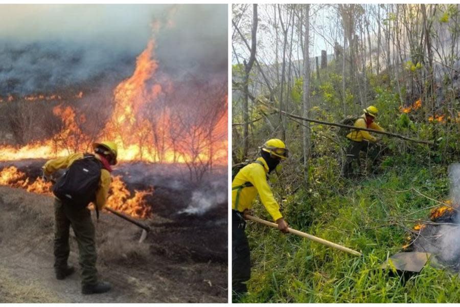 Continúan incendios forestales en Veracruz: animales buscan refugio metiéndose en casas