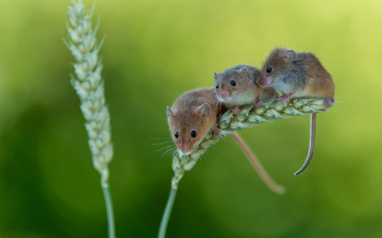 Scientists have discovered that microplastics in the soil can travel into the cells of wheat and lettuce  - Andy Davey / SWNS.com