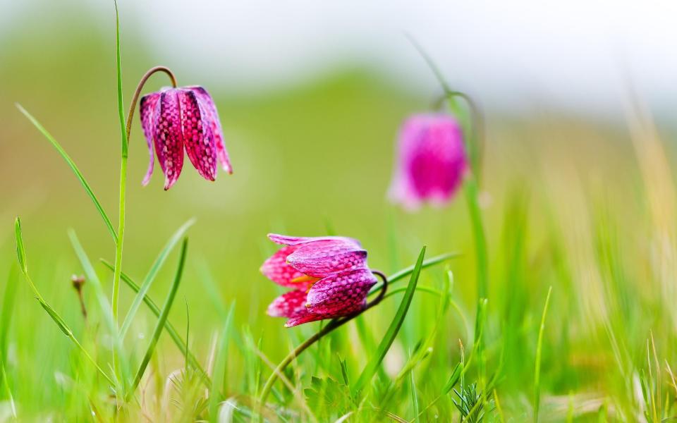 Snake’s head fritillary - Getty