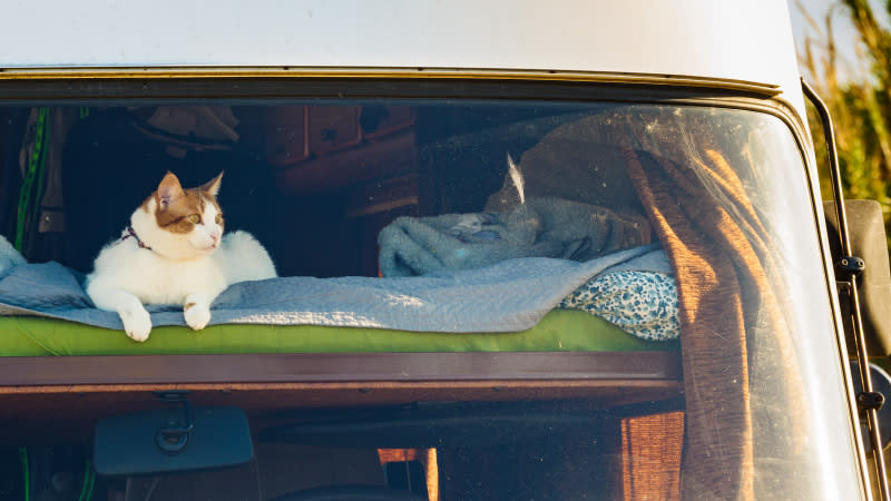 只要有充足的準備，帶著貓咪一同露營不是夢。(圖 / 即時互動有限公司提供)