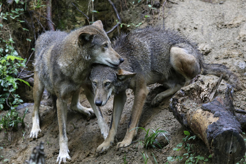 FILE - A pair of red wolves huddle together at the Museum of Life and Science in Durham, N.C., on May 13, 2019. The endangered red wolf can survive in the wild, but only with “significant additional management intervention,” according to a long-awaited population viability analysis released Friday, Sept. 29, 2023. (AP Photo/Gerry Broome, File)