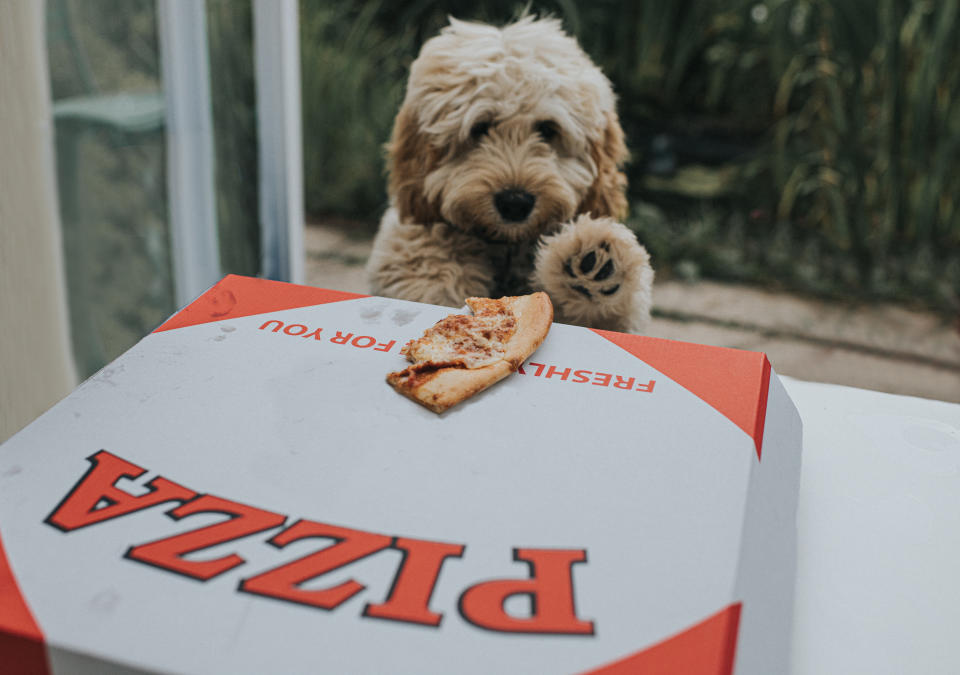 Eine Gastronomin aus den USA macht mit Pizzakartons Hunde und Menschen glücklich. (Bild: Getty Images)