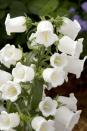 <p> Lofty stems with white, pink or blue bell-shaped blooms add elegance to the middle or back of a border. Start seeds off in seed trays and transplant to their flowering positions in autumn. H90-120cm.  </p>