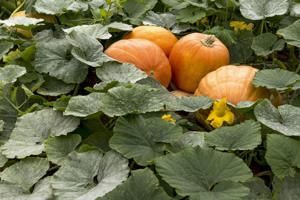 best vegetables to grow pumpkins