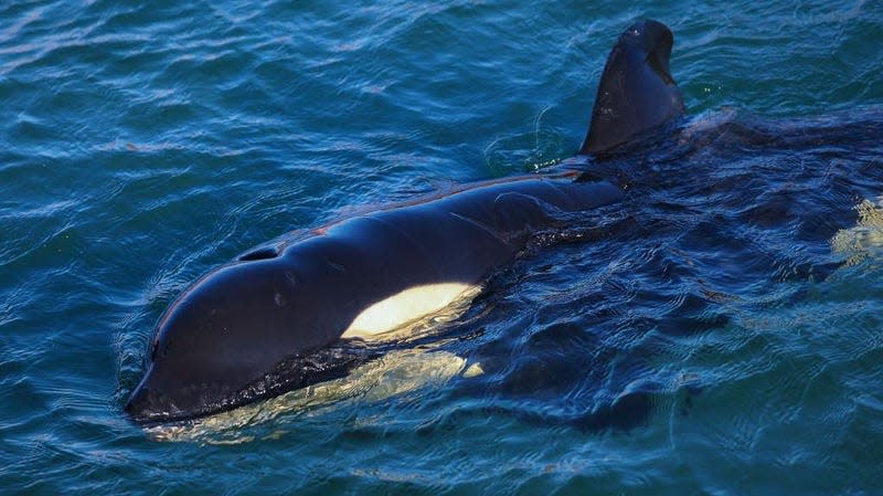 Orcas attacked a vessel off the coast of Spain