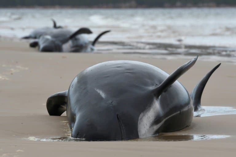 Des centaines de cétacés sont morts, échoués sur une plage de Tasmanie, en Australie. Photo de Brodie Weeding, de The Advocate, prise le 22 septembre 2020 à Macquarie Harbour (Photo d'illustration) - Brodie WEEDING © 2019 AFP