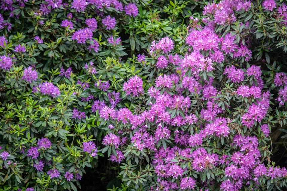 Rhododendrons