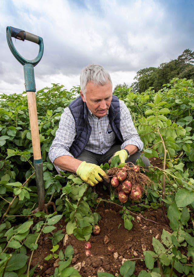 New variety of potato