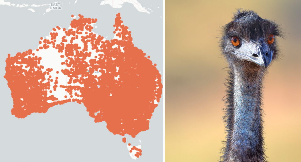 A more accurate representation of emu populations. Source: Getty / Atlas of Living Australia. 