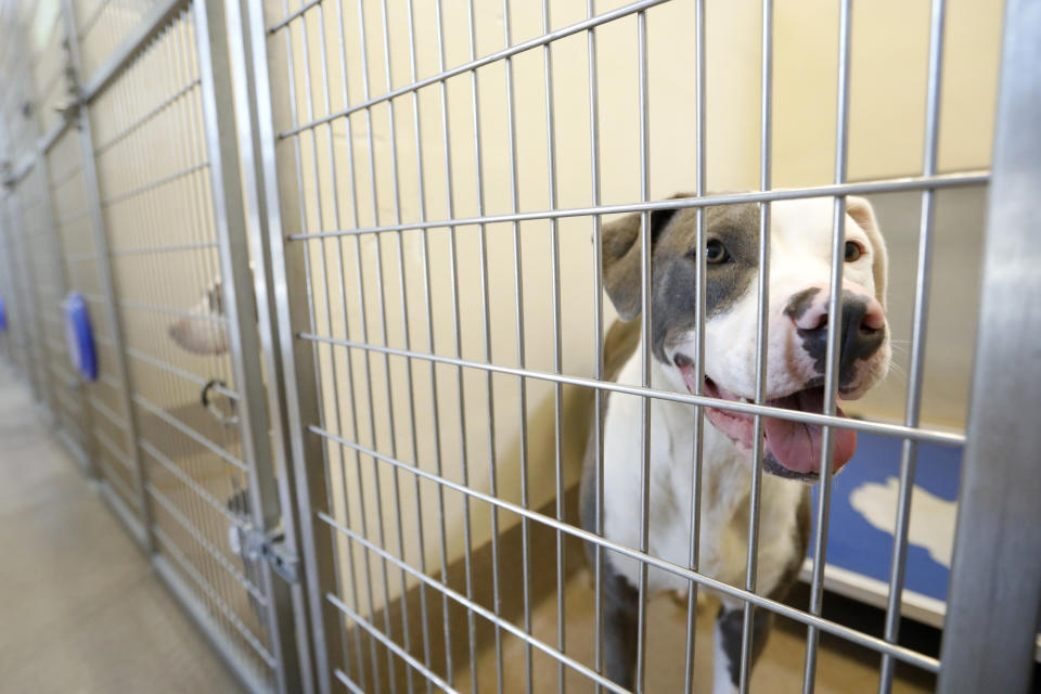 In this Wednesday, Aug. 27, 2019 photo, a dog is seen in the DeKalb County Animal Services shelter in Chamblee, Ga, about 13 miles (21 kilometers) northeast of Atlanta. LifeLine Animal Project in Atlanta manages a Pets for Life program that provides free services to pet owners in need. Officials say the program helps keep animals in their homes and out of the shelters, reducing shelter overcrowding. (AP Photo/Andrea Smith)