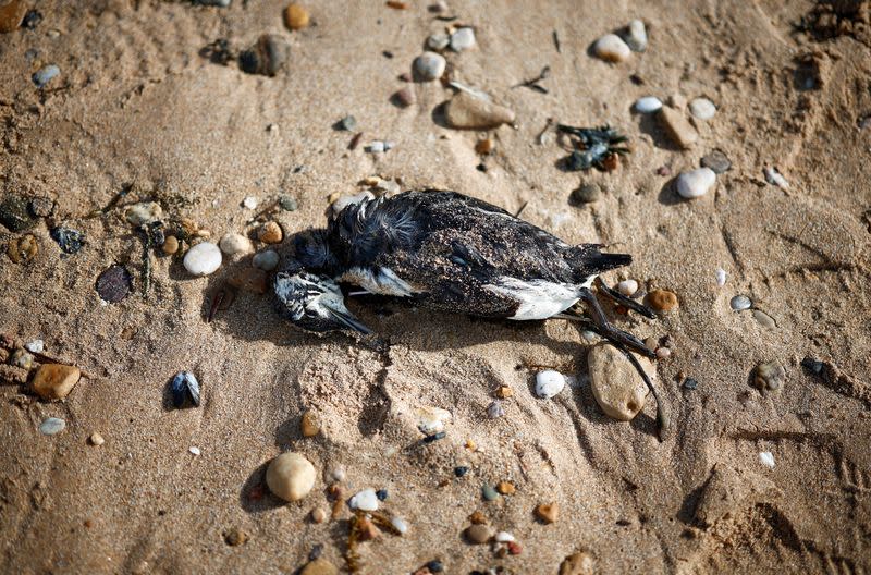 A dead guillemot seabird lies on the beach in Bretignolles-sur-Mer