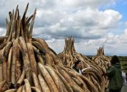 Kenya torches world's biggest ivory bonfire to save elephants