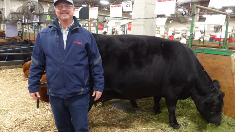 Pricey, award-winning cows and bulls at the Canadian Western Agribition