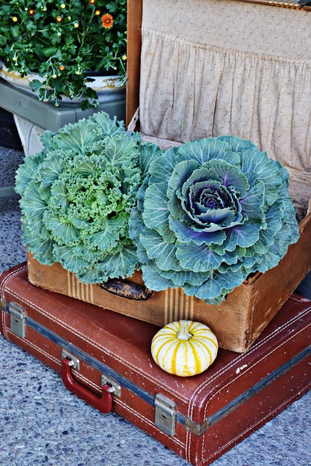 Cabbage and Kale Filled Suitcases
