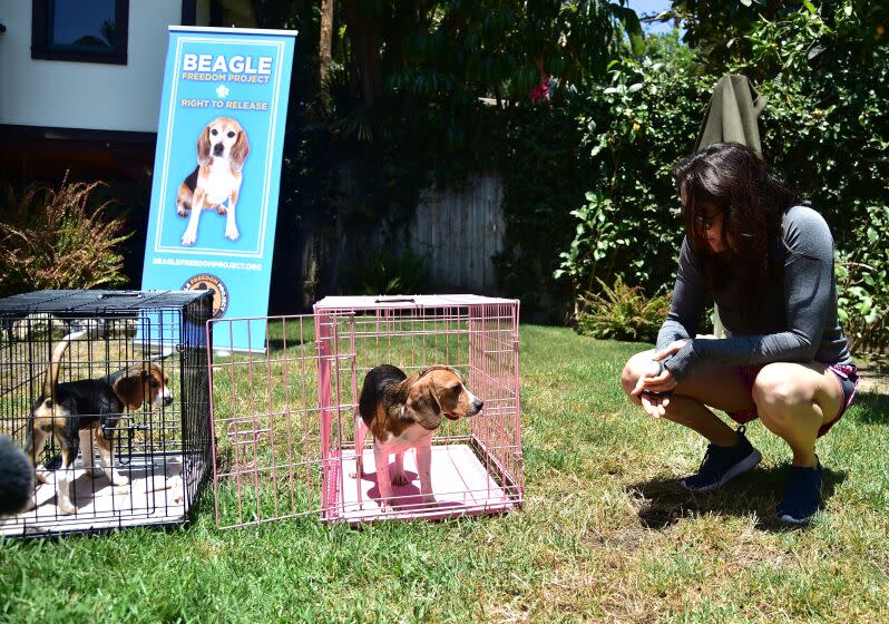 A former laboratory research beagle hesitates before stepping out of his cage to walk on grass for the first time, at a residential home in Los Angeles, California, June 24, 2016 shortly after the dogs were released from a testing laboratory where they had been used as research animals. The beagles, who up until now had only known a life in cages, were given their first chance to walk and play on grass before being adopted by pre-screened families who will give them a new life as a family pet. The release was negotiated by the Beagle Freedom Project (BFP), an non-profit organization which obtained the release of the dogs from the testing facilities where they were scheduled to be euthanized because they were not longer useful to researchers. / AFP / ROBYN BECK (Photo credit should read ROBYN BECK/AFP via Getty Images)