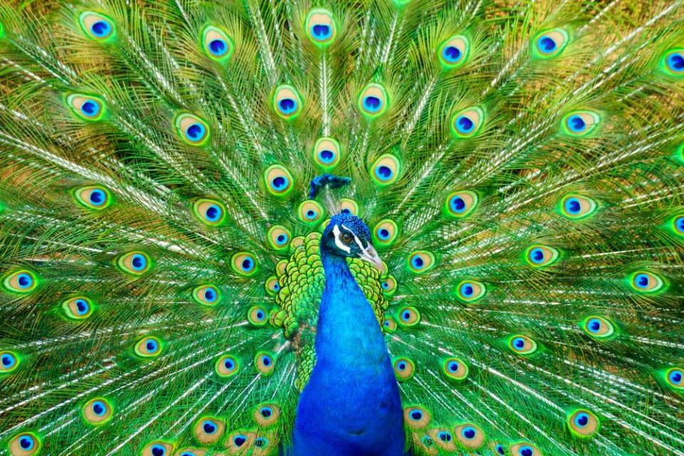 Close-up of peacockwith fanned out feathers