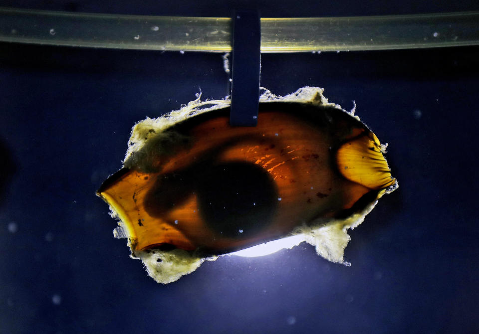 An Arabian carpet shark's egg is seen at the fish quarantine facilities of the Atlantis Hotel, in Dubai, United Arab Emirates, Thursday, April 22, 2021. A team of conservationists are releasing baby sharks bred in the aquarium into the open sea as part of an effort to contribute to the conservation of native marine species in the Persian Gulf. (AP Photo/Kamran Jebreili)