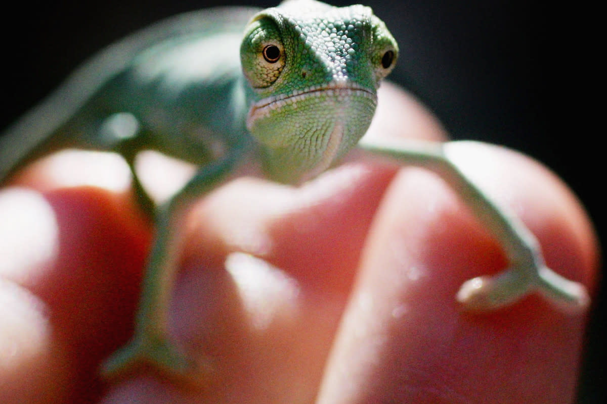 https://www.gettyimages.co.uk/detail/news-photo/one-month-old-veiled-chameleon-crawls-on-the-hand-of-a-news-photo/71930945?adppopup=true