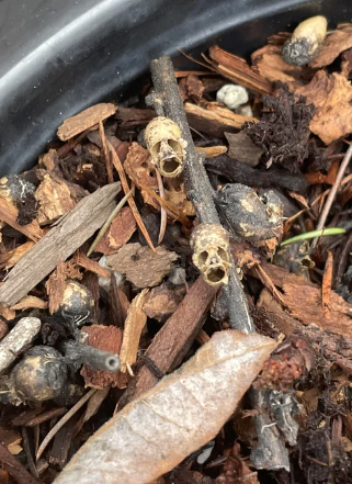 looks like tiny skulls with wide open mouths