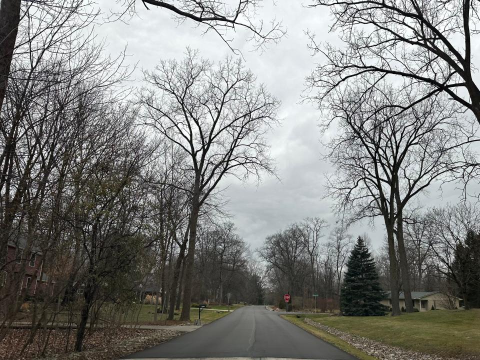 Trees on a street