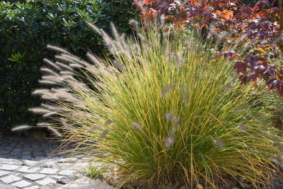 Fountain Grass