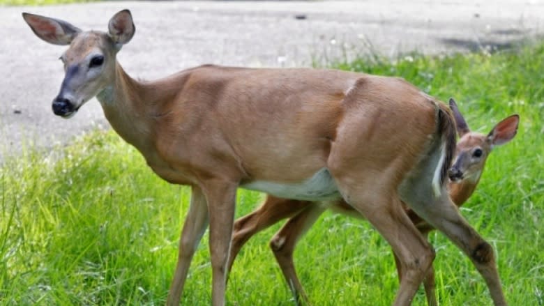 Oh deer: The surprising source of many of B.C.'s aggressive wildlife reports