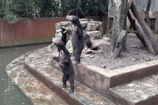 Shocking footage shows starving bears at Indonesian zoo