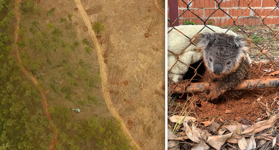 NSW and Queensland have lost significant numbers of koalas over the last decade, with land clearing a key driver. Source: Supplied / Wildcare