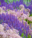 <p> Drift planting is basically planting in rows, and it looks incredible especially in larger backyards. Try contrasting colors of the same plant or alternating rows of different plants, as shown in this beautiful drifting plant scheme using alliums and salvia. </p>