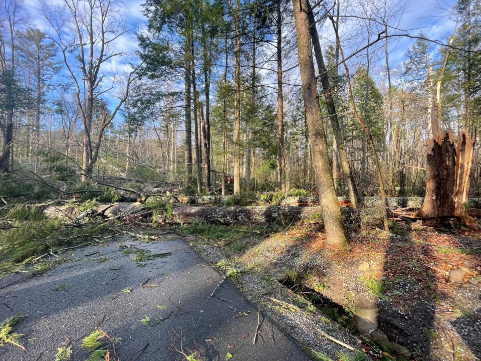 Downed trees are seen blocking Loop Road in the Great Smokies March 27 after a high wind event overnight March 26.