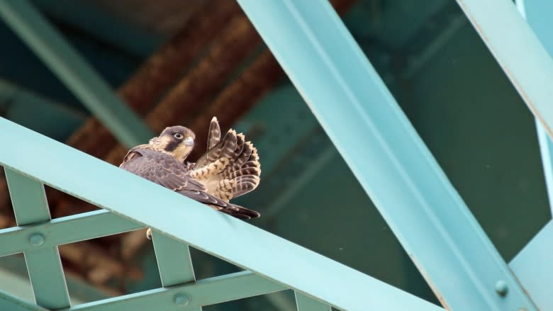 Windsor bird watcher wants peregrine falcons to stay on endangered list