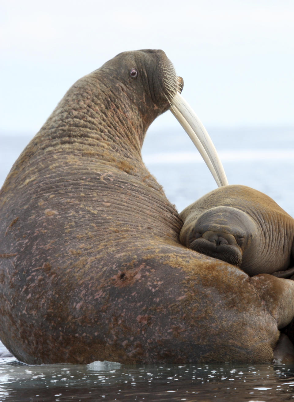 This July 15, 2012, photo provided by the U.S. Geological Survey shows a female Pacific walrus and her young on an ice floe in East Chukchi Sea, Alaska. A lawsuit making its way through federal court in Alaska will decide whether Pacific walruses should be listed as a threatened species, giving them additional protections. Walruses use sea ice for giving birth, nursing and resting between dives for food but the amount of ice over several decades has steadily declined due to climate warming. (S.A. Sonsthagen/U.S. Geological Survey via AP)