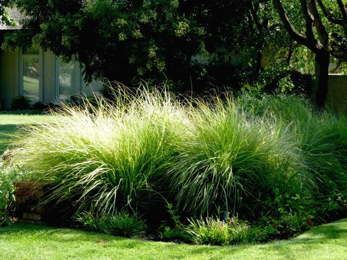 Mexican feather grass for hot days